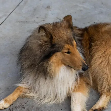 Casa A Curiscada ヴィラ *