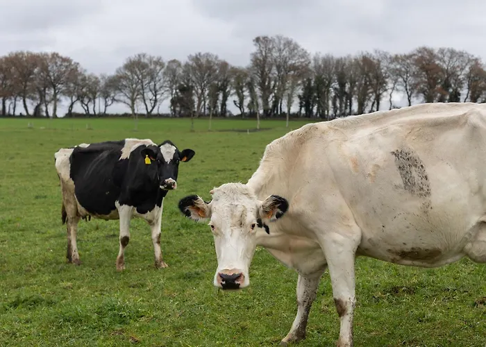 ヴィラ Casa A Curiscada *