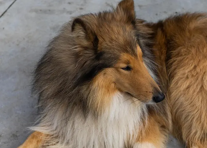 Casa A Curiscada ヴィラ *